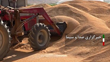 فعالیت مراکز خرید تضمینی گندم تا پایان شهریور