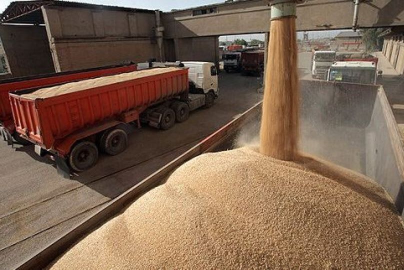 خرید تضمینی گندم از مرز ۱۴۰ هزار تن گذشت