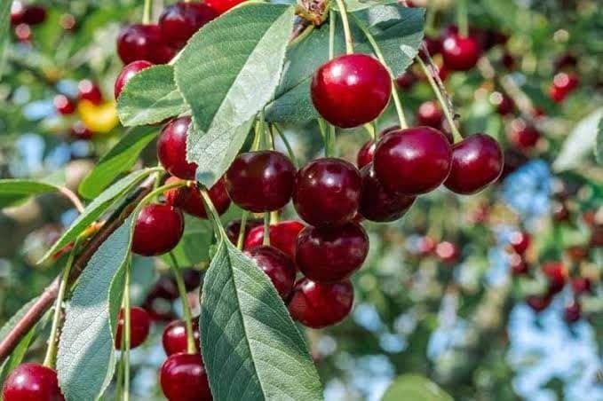 برداشت بیش از ۱۹ هزار تن آلبالو از باغ‌های آذربایجان‌غربی