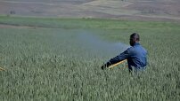 مبارزه با سن گندم تا پایان برداشت محصول