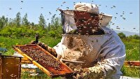 برداشت عسل بهاره از ۲۵ هزار کلنی زنبور عسل در خراسان‌جنوبی