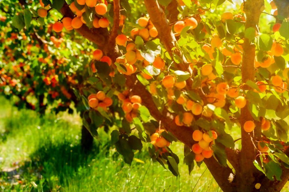 برداشت زردآلو از باغات آذربایجان غربی شروع شد