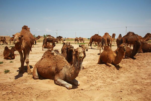 تولید ۳۲۰ تن گوشت در دومین قطب پرورش شتر کشور