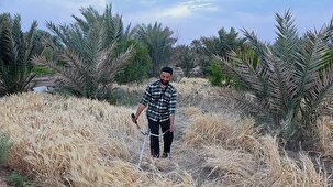 آغاز برداشت جو در شهرستان خور و بیابانک