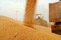 خرید تضمینی ۴۷ هزار تن گندم از کشاورزان اصفهانی