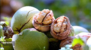 آغاز برداشت گردو در استان البرز