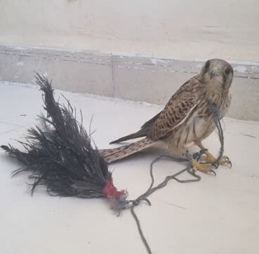 دستگیری متخلف زنده گیری پرندگان شکاری در سیریک دستگیری متخلف زنده گیری پرندگان شکاری در سیریک