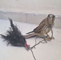 دستگیری متخلف زنده گیری پرندگان شکاری در سیریک