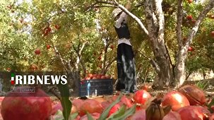 سامانه بازار دیجیتال انار رونمایی می‌شود