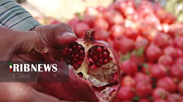 سامانه بازار دیجیتال انار رونمایی می‌شود