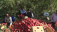پیش‌بینی برداشت پنج هزار تن انار از باغ‌های اردستان