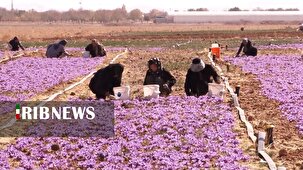 برگزاری جشنواره زعفران در روستای چشمه احمد رضا