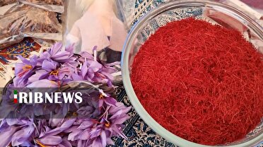 برگزاری جشنواره زعفران در روستای چشمه احمد رضا