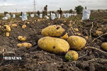 تولید ۵۳ درصد سیب زمینی خراسان شمالی در فاروج
