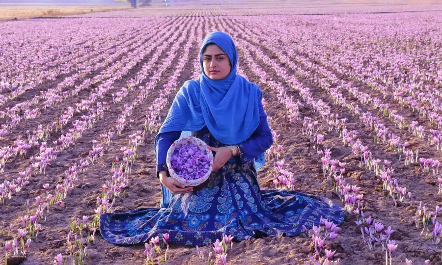 زعفران، میراثی کهن برای آیندگان