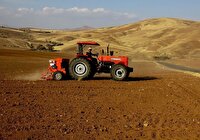۷۶ هزار هکتار از مزارع بوکان زیر کشت گندم رفت