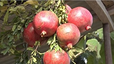 جشنی به سرخی انار؛ جلوههایی از نشاط و آداب محلی در گلستان