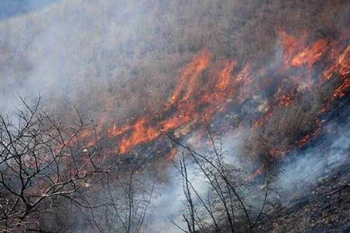 آتش در دل جنگل های الیت