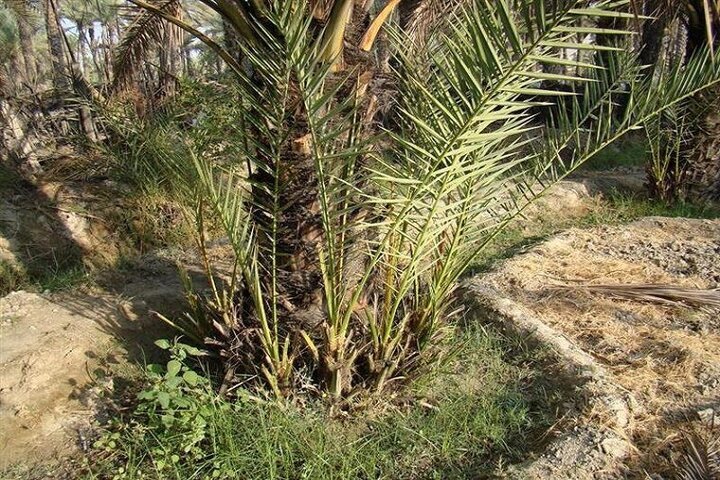 توسعه نخلستان های هویزه توسعه نخلستان های هویزه