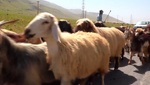 پیام سپاهان